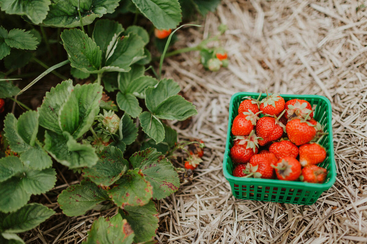 Strawberries Northern Bay Strawberries Northern Bay
